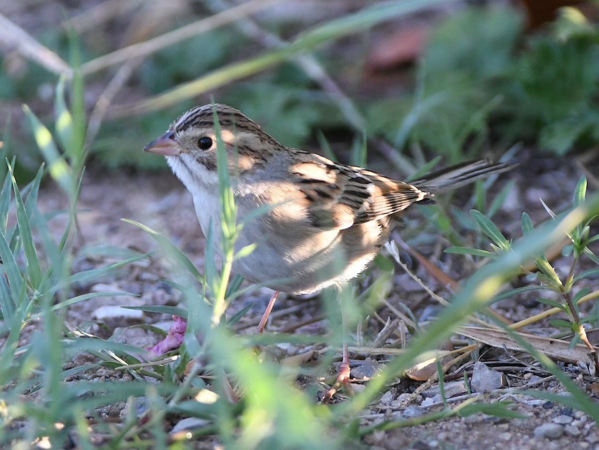 Clay-colored Sparrow - David Beaudette