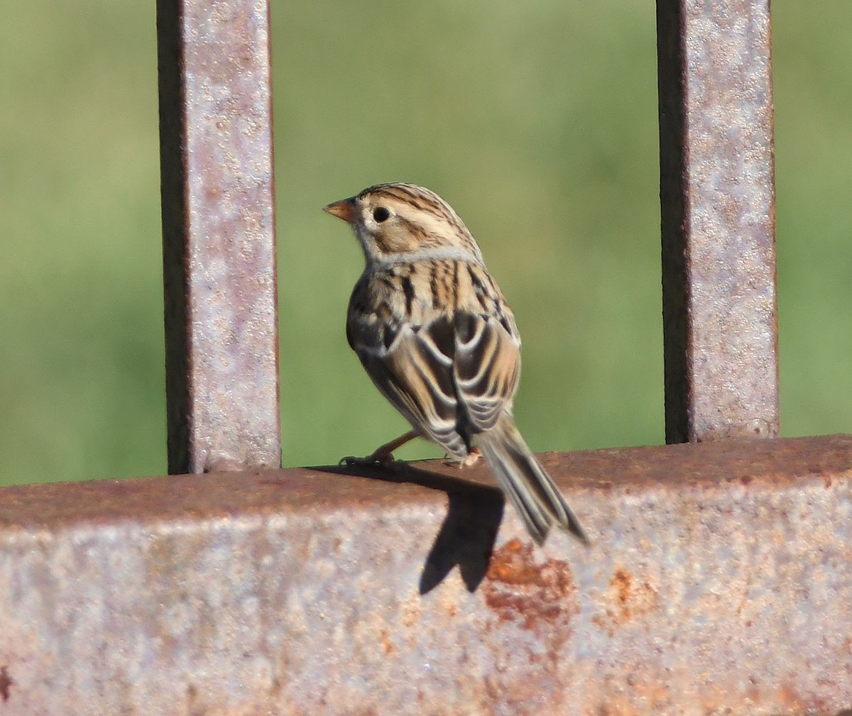 Clay-colored Sparrow - ML177469171