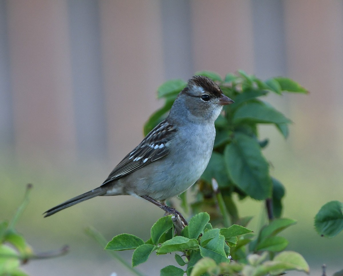 White-crowned Sparrow (Dark-lored) - ML177469681