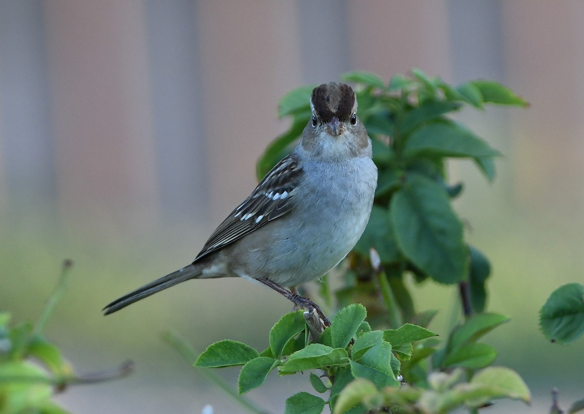 White-crowned Sparrow (Dark-lored) - David Beaudette