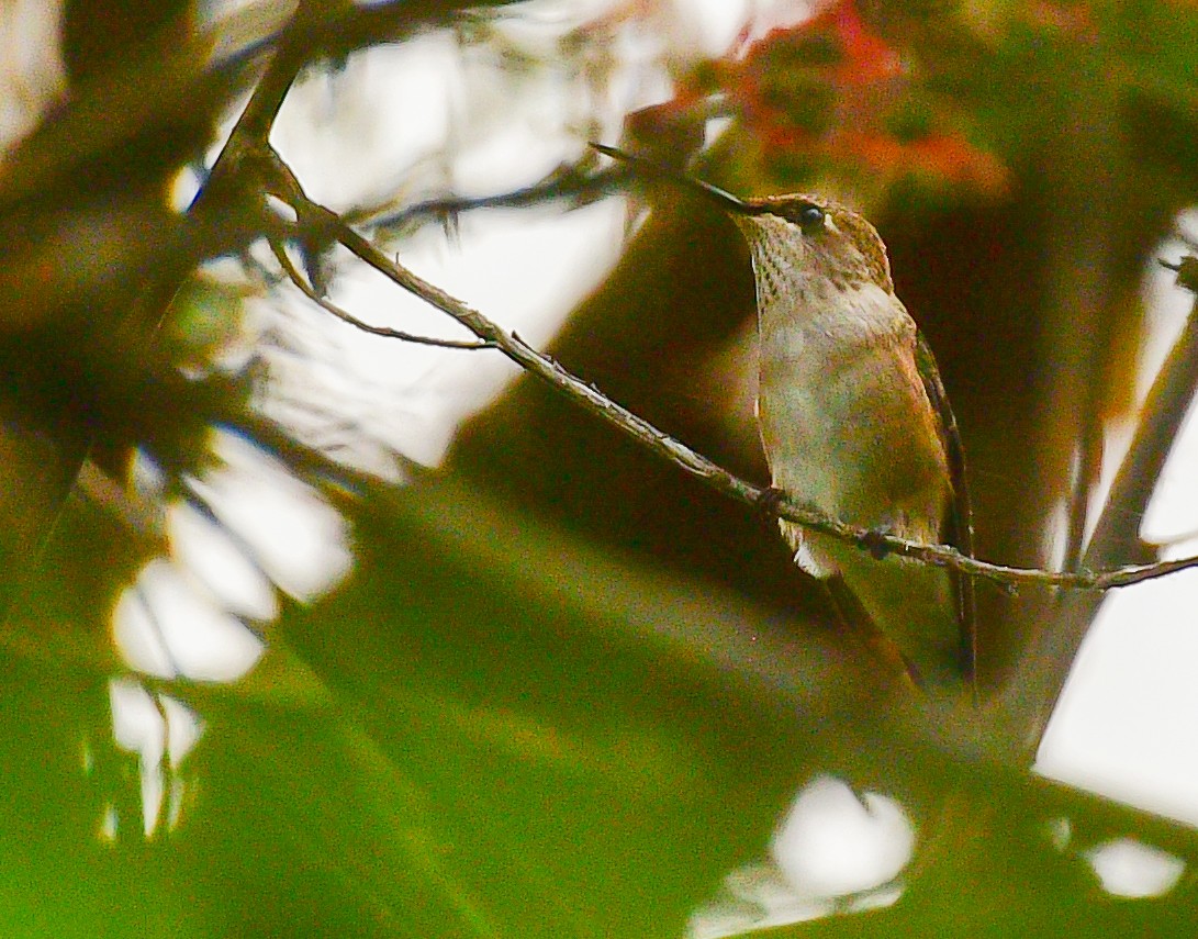 Rufous Hummingbird - Libby Burtner