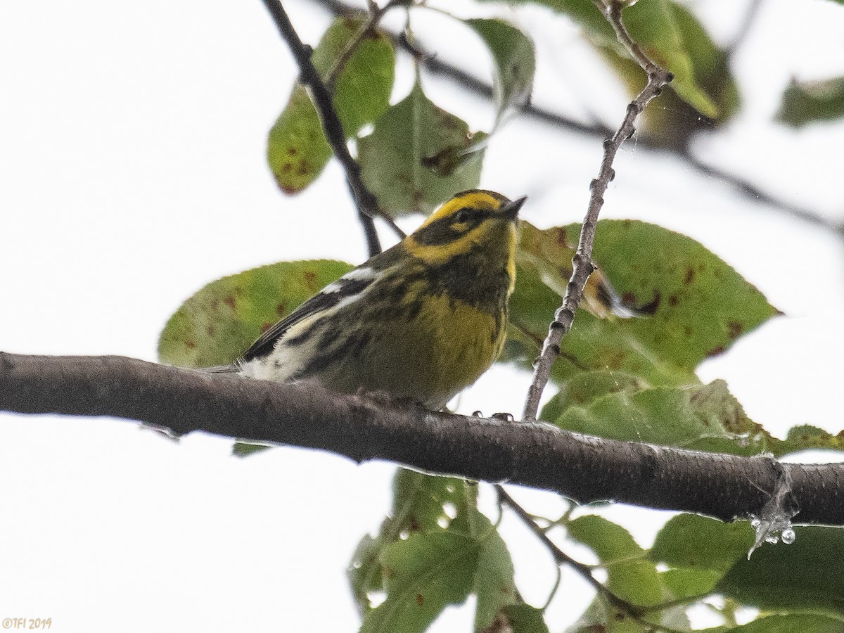 Townsend's Warbler - T I