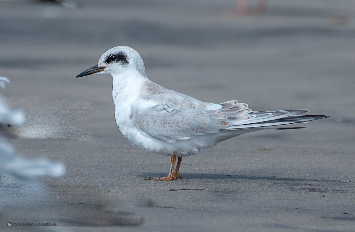 Forster's Tern - Rogério Rodrigues