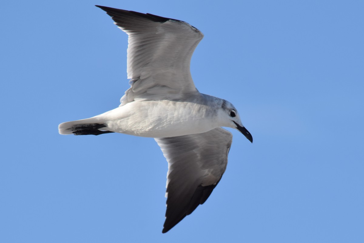 Laughing Gull - Anne Fay