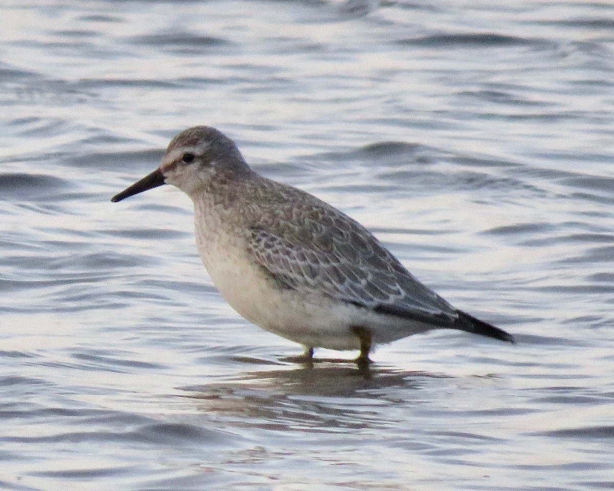 Red Knot - ML177478461