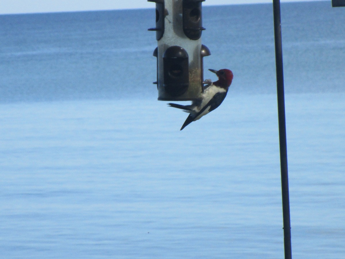 Red-headed Woodpecker - Matt Kauffman
