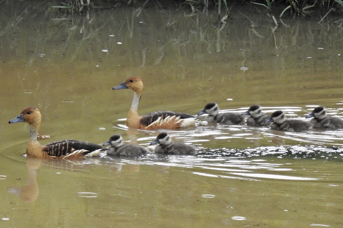 Fulvous Whistling-Duck - Fe Sofal