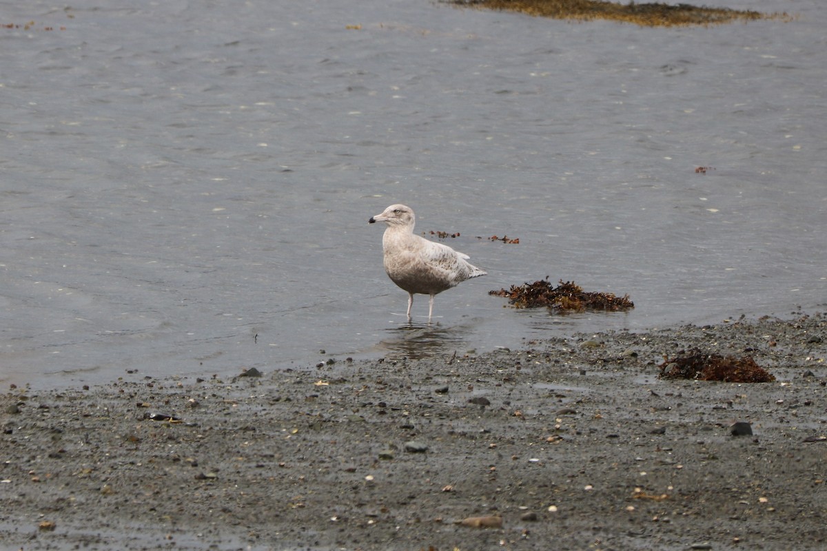 Glaucous Gull - Fred & Colleen Wood