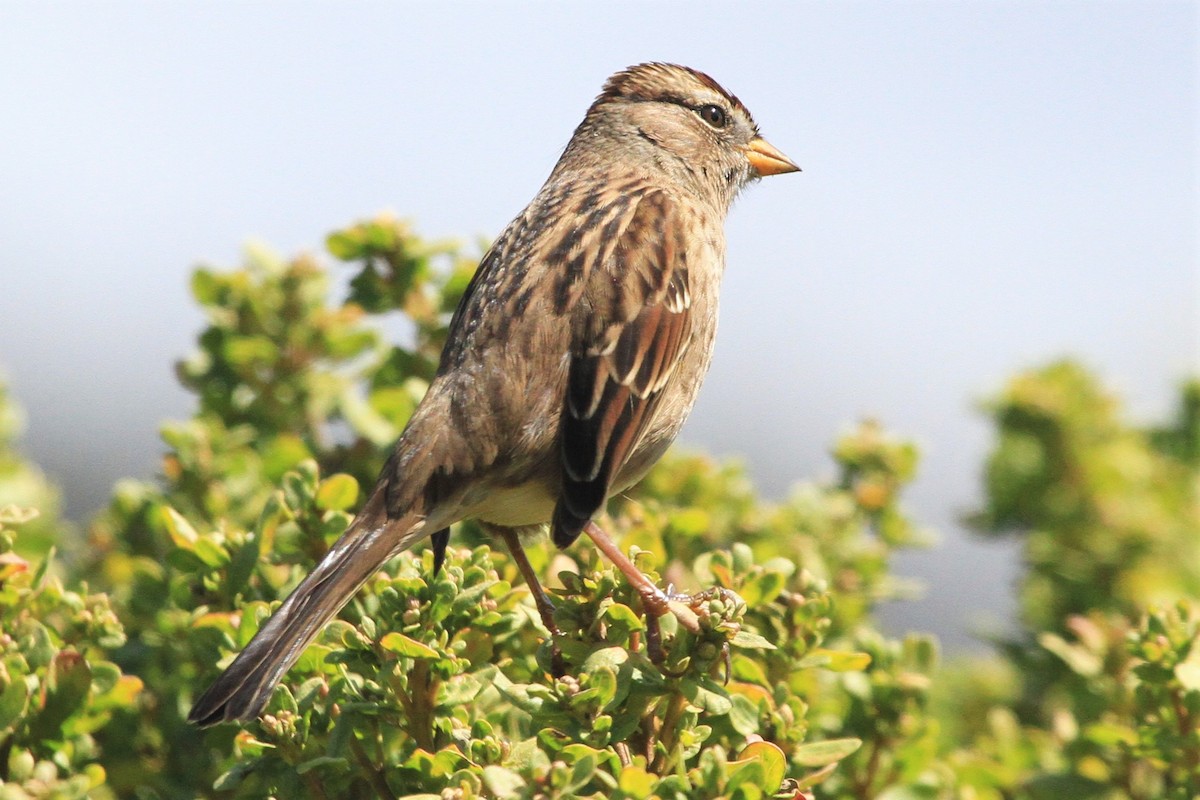 White-crowned Sparrow - ML177488831