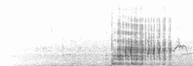 קורמורן גדול (לבן-חזה) - ML177489251