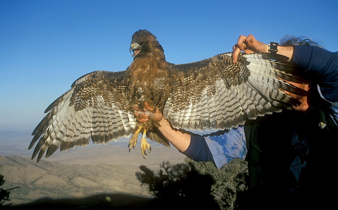 Red-tailed Hawk (calurus/alascensis) - ML177489931