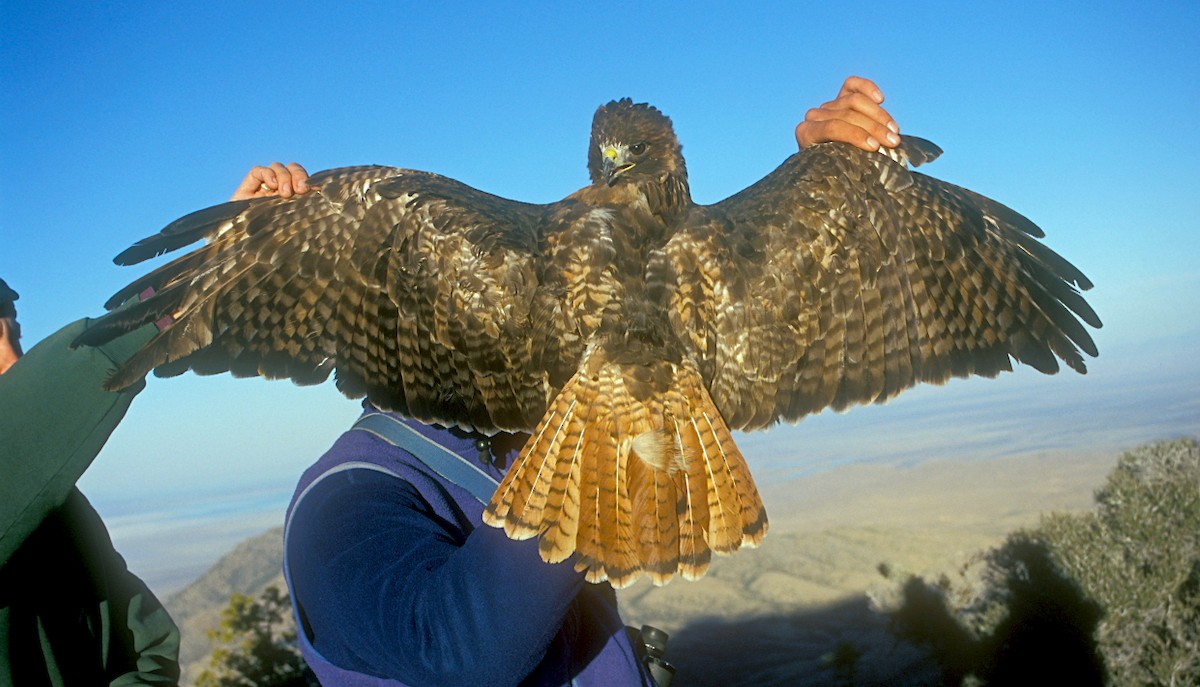 Red-tailed Hawk (calurus/alascensis) - ML177489941