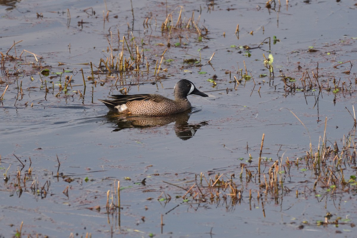 Blue-winged Teal - ML177490211