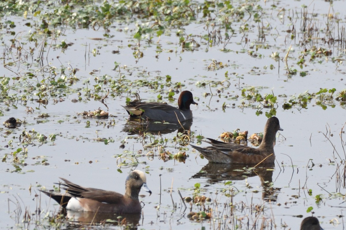 Green-winged Teal - ML177490391