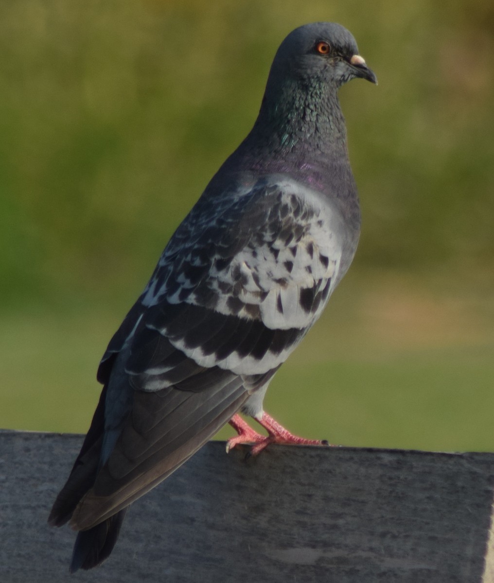 Rock Pigeon (Feral Pigeon) - ML177491521