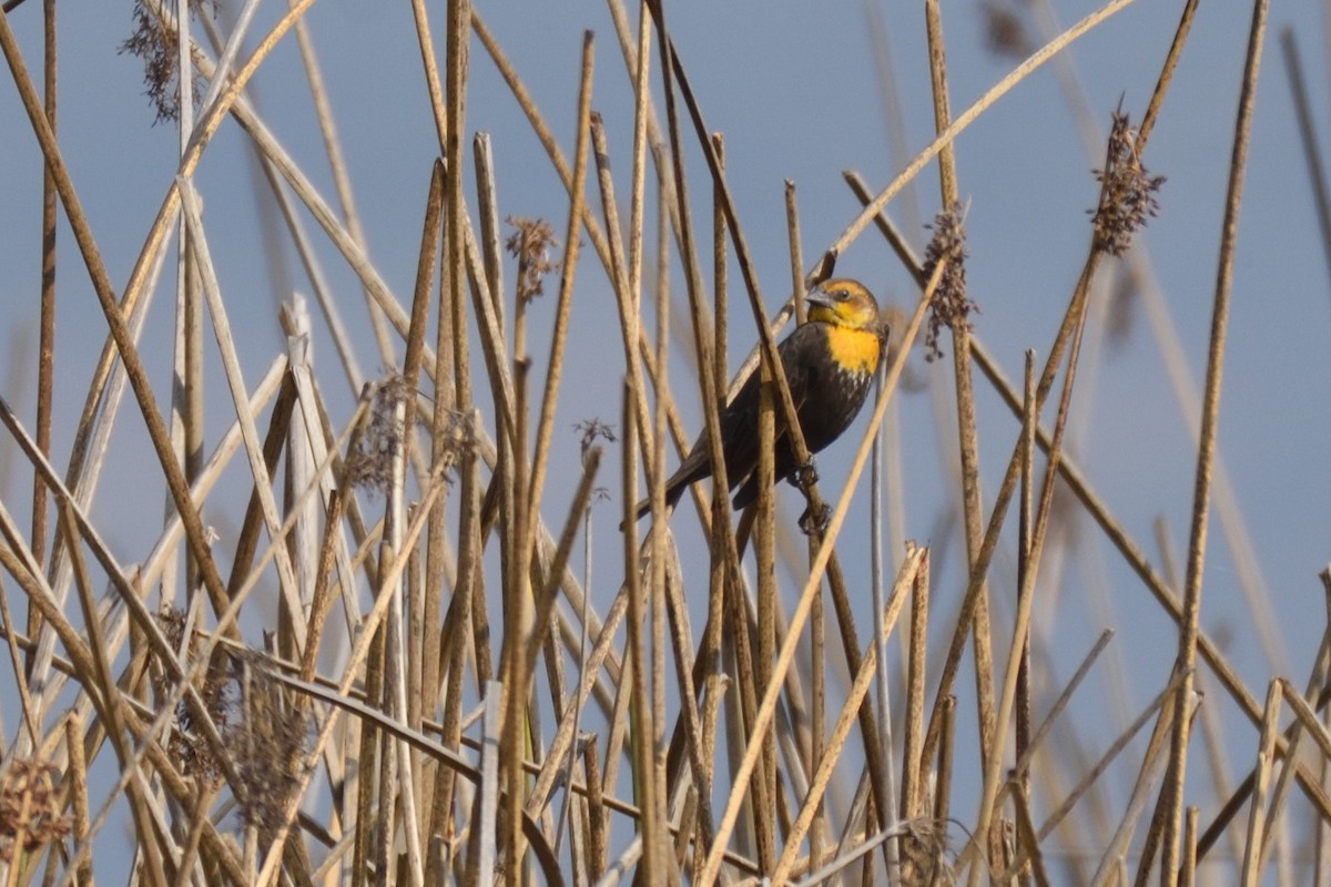 Yellow-headed Blackbird - ML177491791