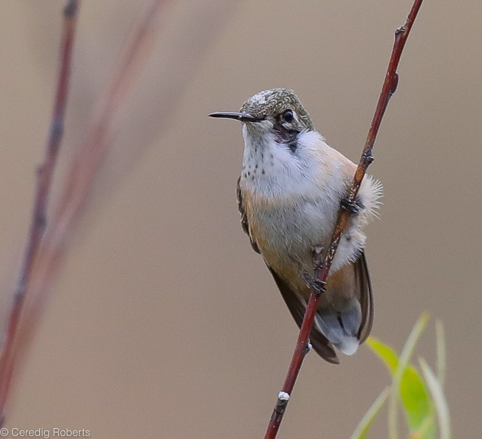 Calliope Hummingbird - Ceredig  Roberts