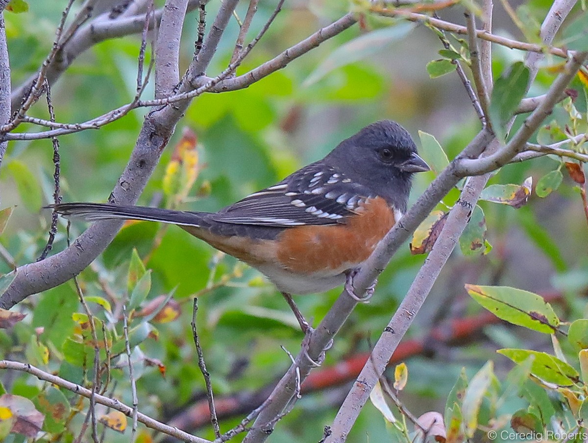 Spotted Towhee - ML177492941