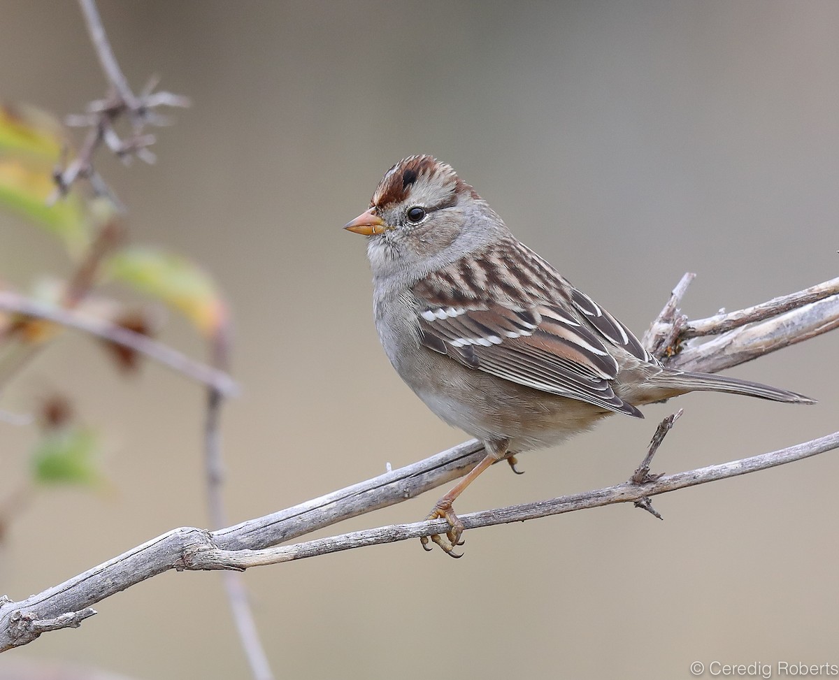 White-crowned Sparrow - ML177492951