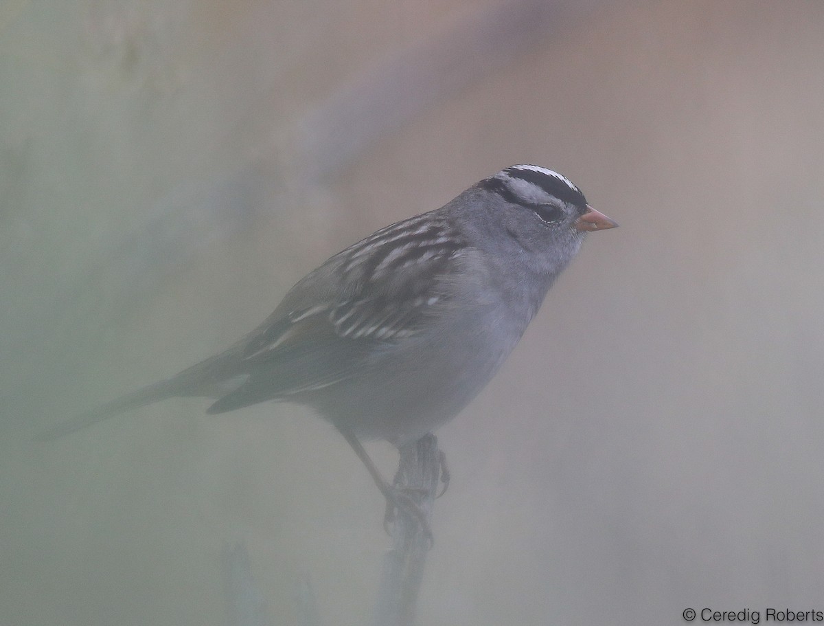 White-crowned Sparrow - ML177492971