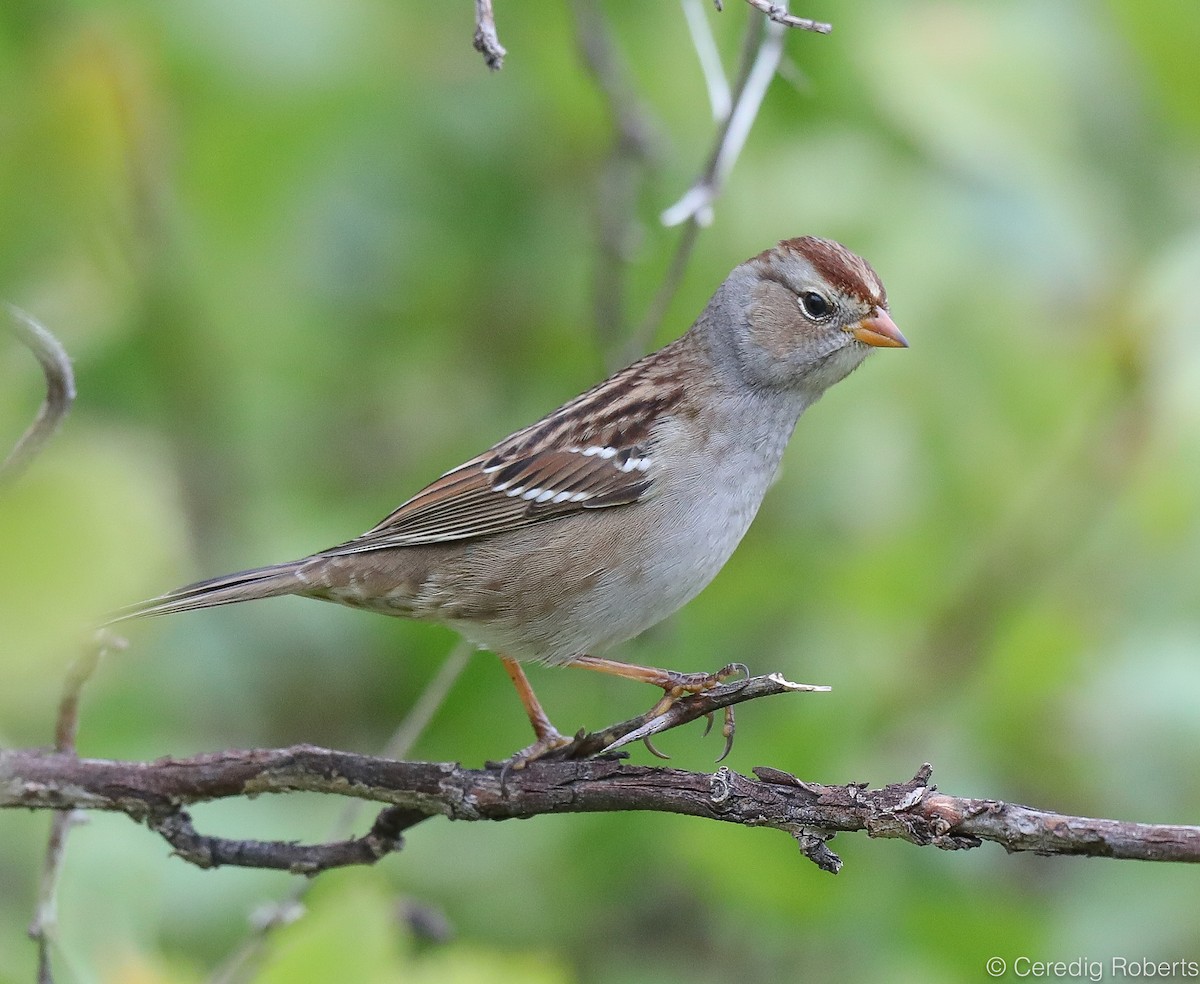White-crowned Sparrow - ML177492991