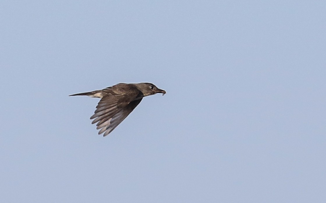 Olive-sided Flycatcher - Tom Reed
