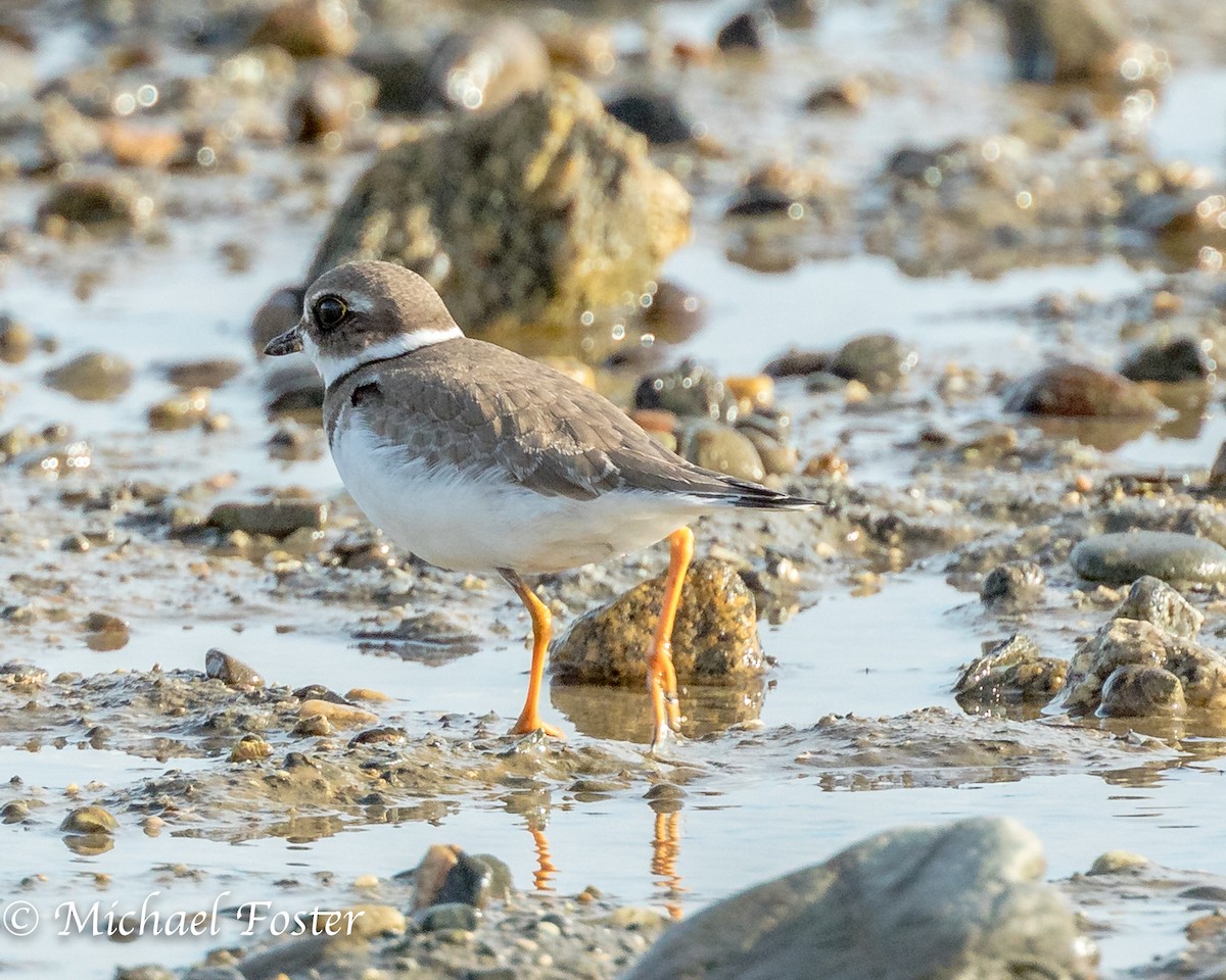 Semipalmated Plover - Michael Foster