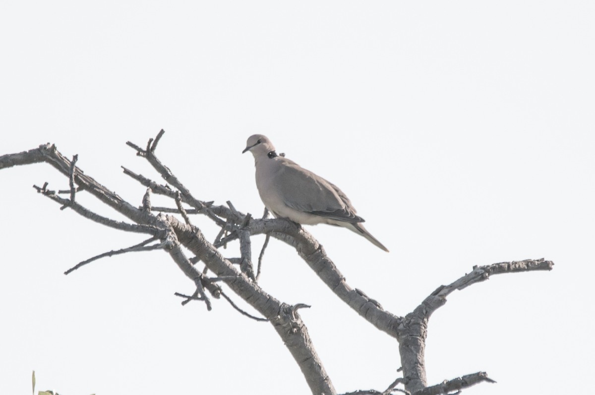 Ring-necked Dove - ML177495801