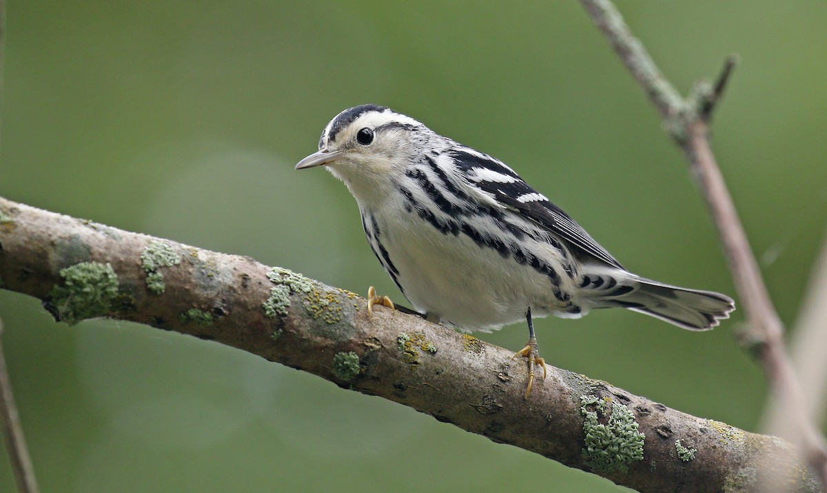 Black-and-white Warbler - ML177496091