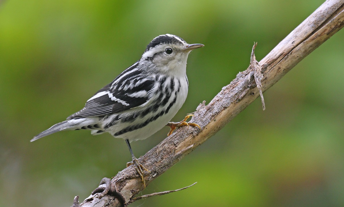 Black-and-white Warbler - ML177496101