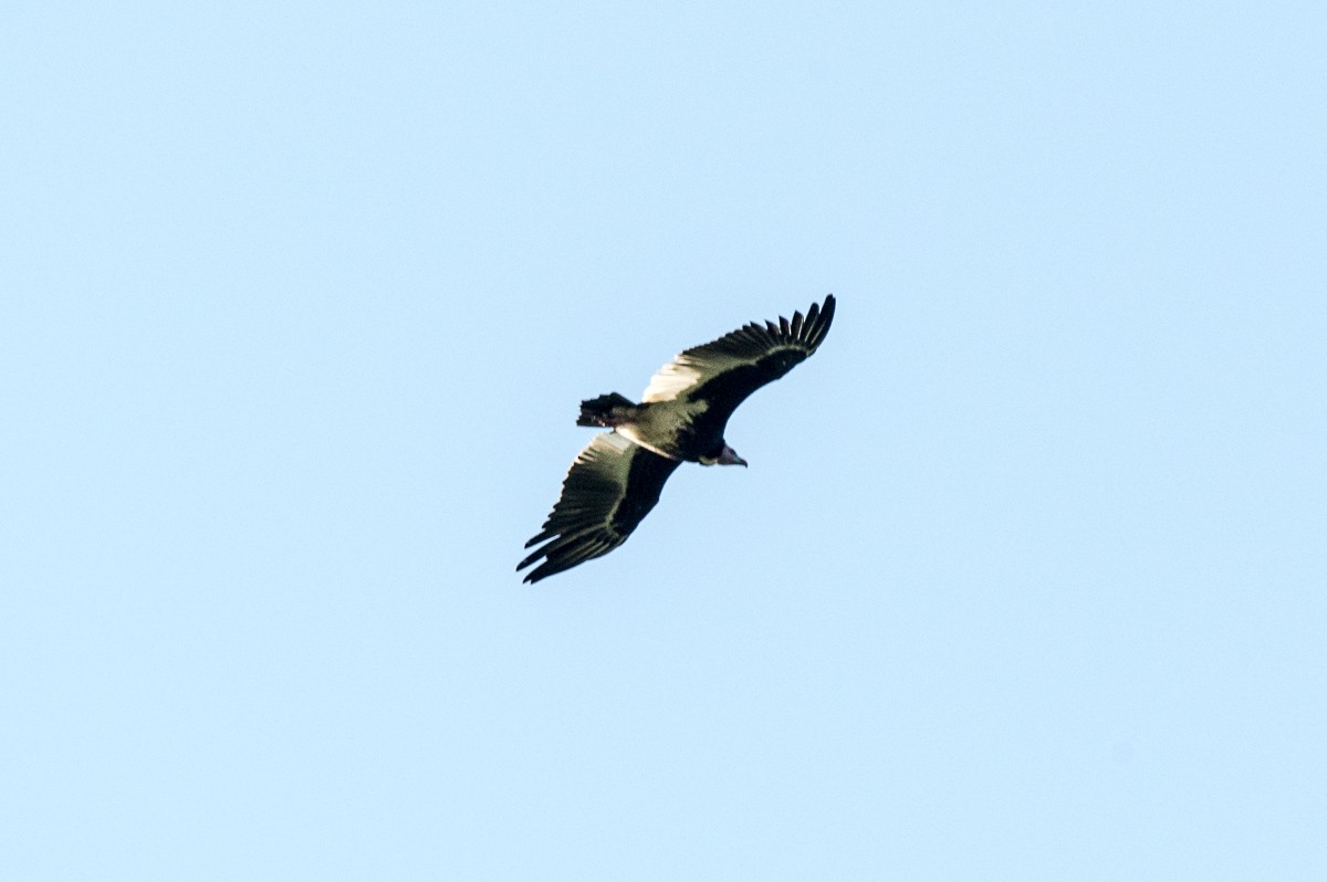 White-headed Vulture - ML177496151