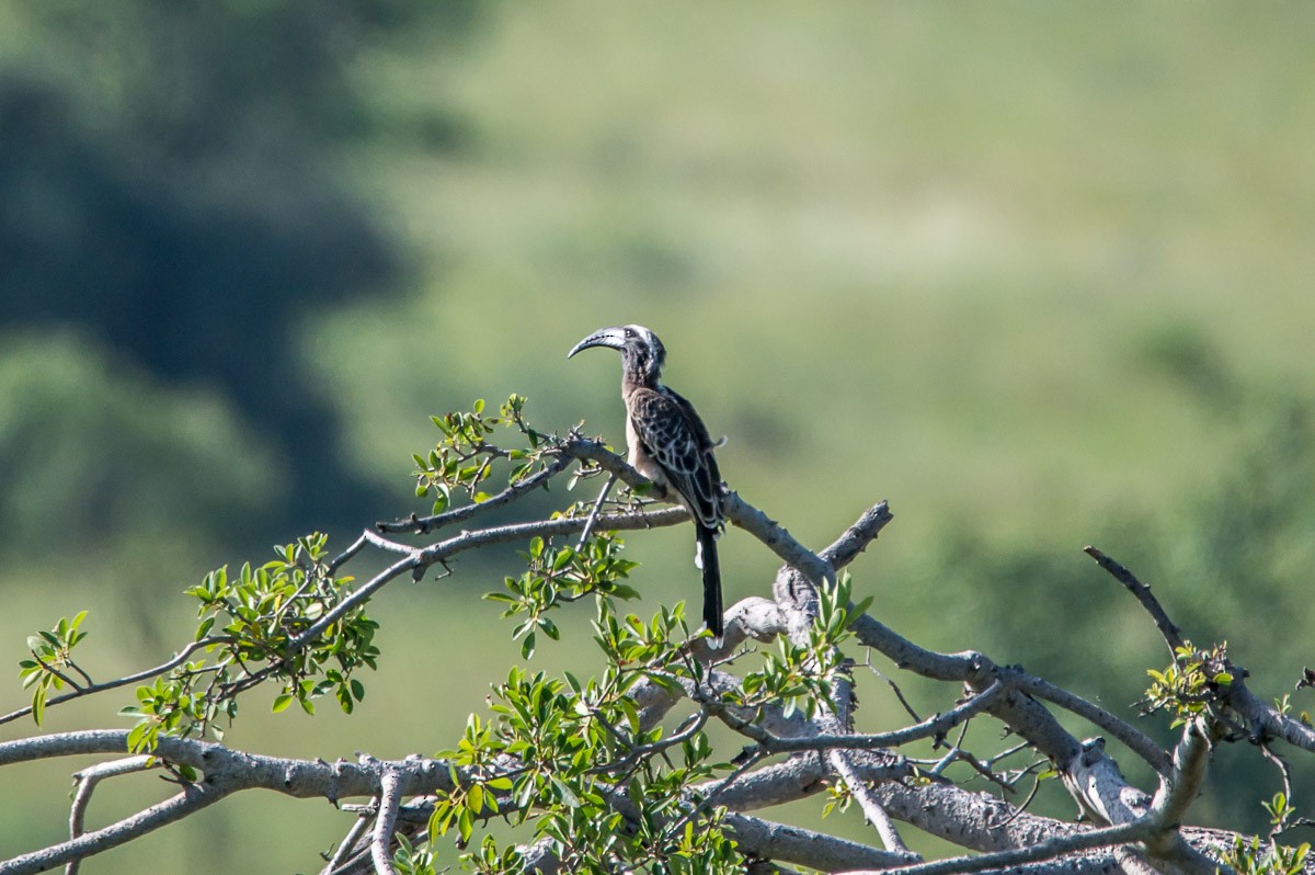 African Gray Hornbill - ML177496281