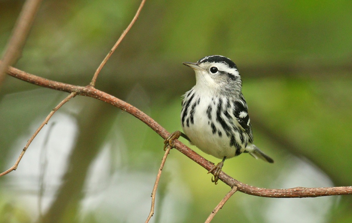 Black-and-white Warbler - ML177496461