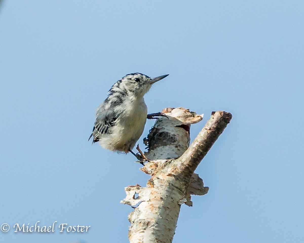 White-breasted Nuthatch (Eastern) - ML177499791