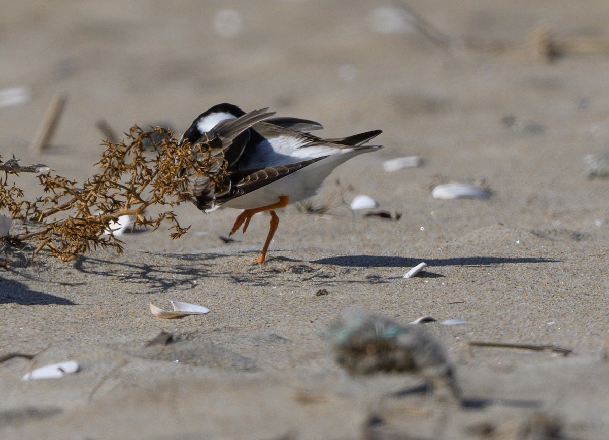 Common Ringed Plover - ML177504561