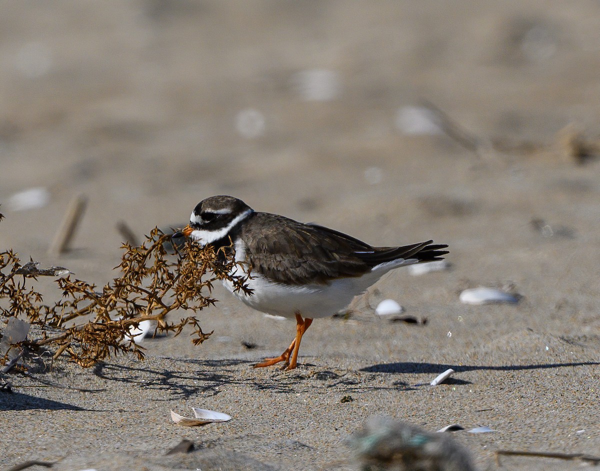 Common Ringed Plover - ML177504571