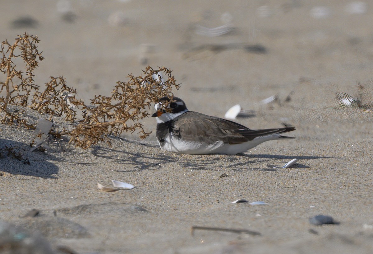Common Ringed Plover - ML177504581