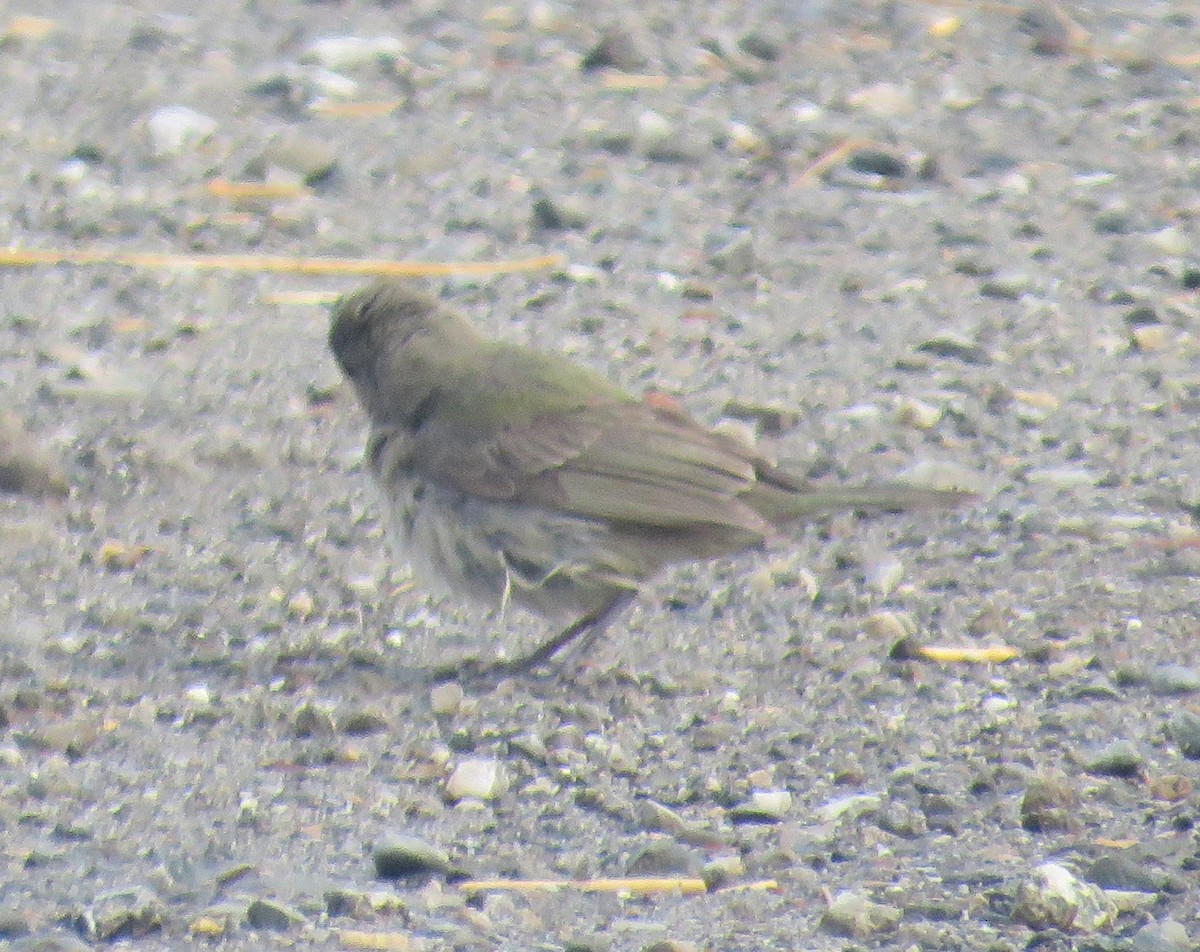 Painted Bunting - ML177506211