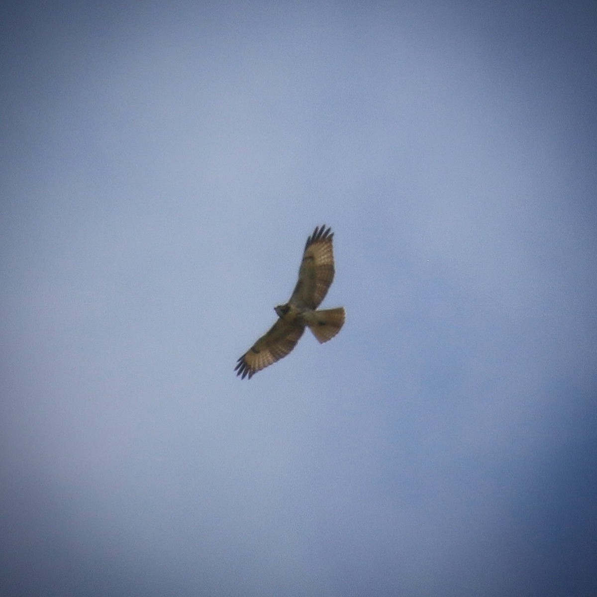 Red-tailed Hawk - ML177509291