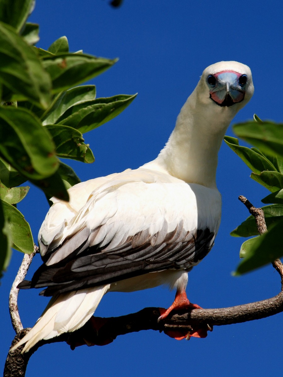 Red-footed Booby - ML177512621