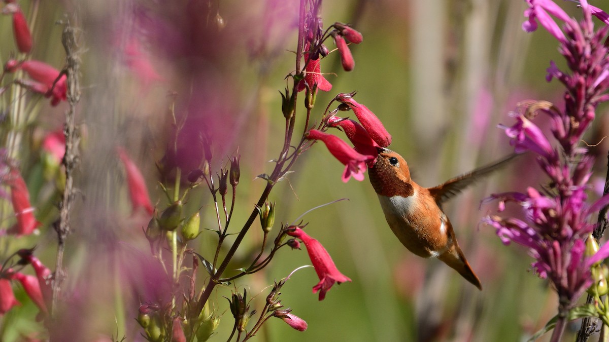 Rufous Hummingbird - Miguel Aguilar @birdnomad