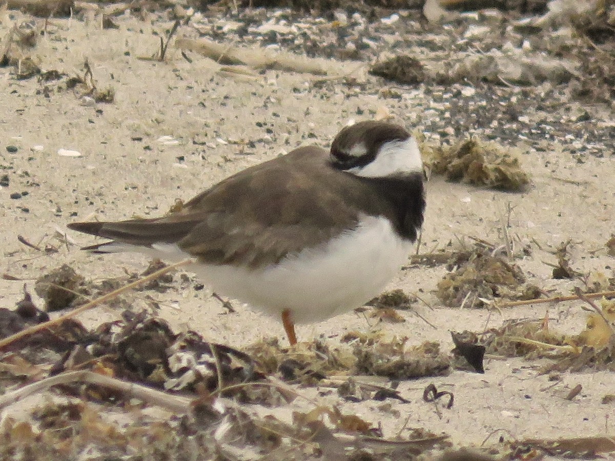 Common Ringed Plover - ML177514851
