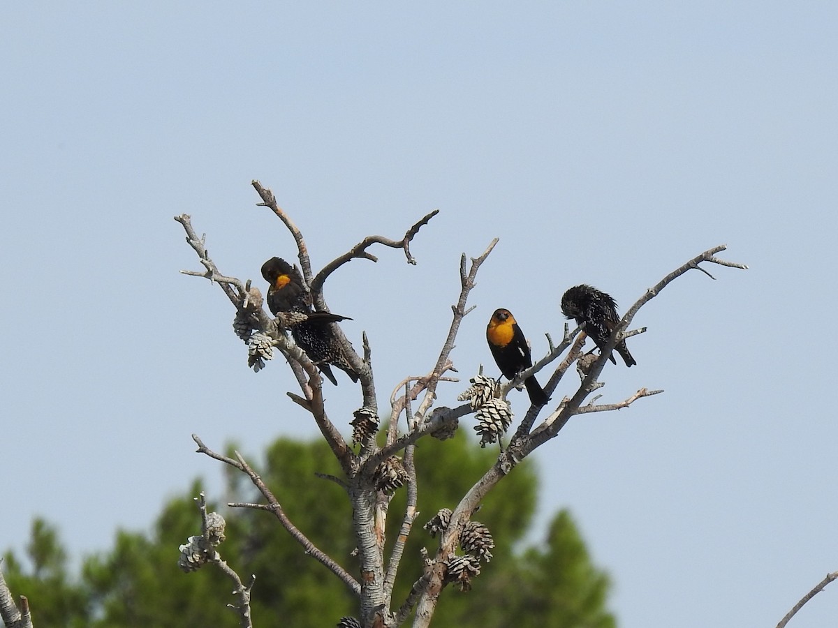 Yellow-headed Blackbird - ML177516441
