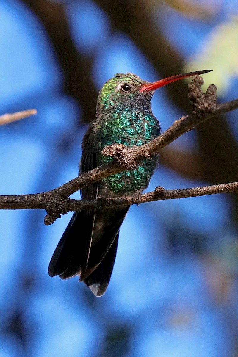 Broad-billed Hummingbird - ML177519751
