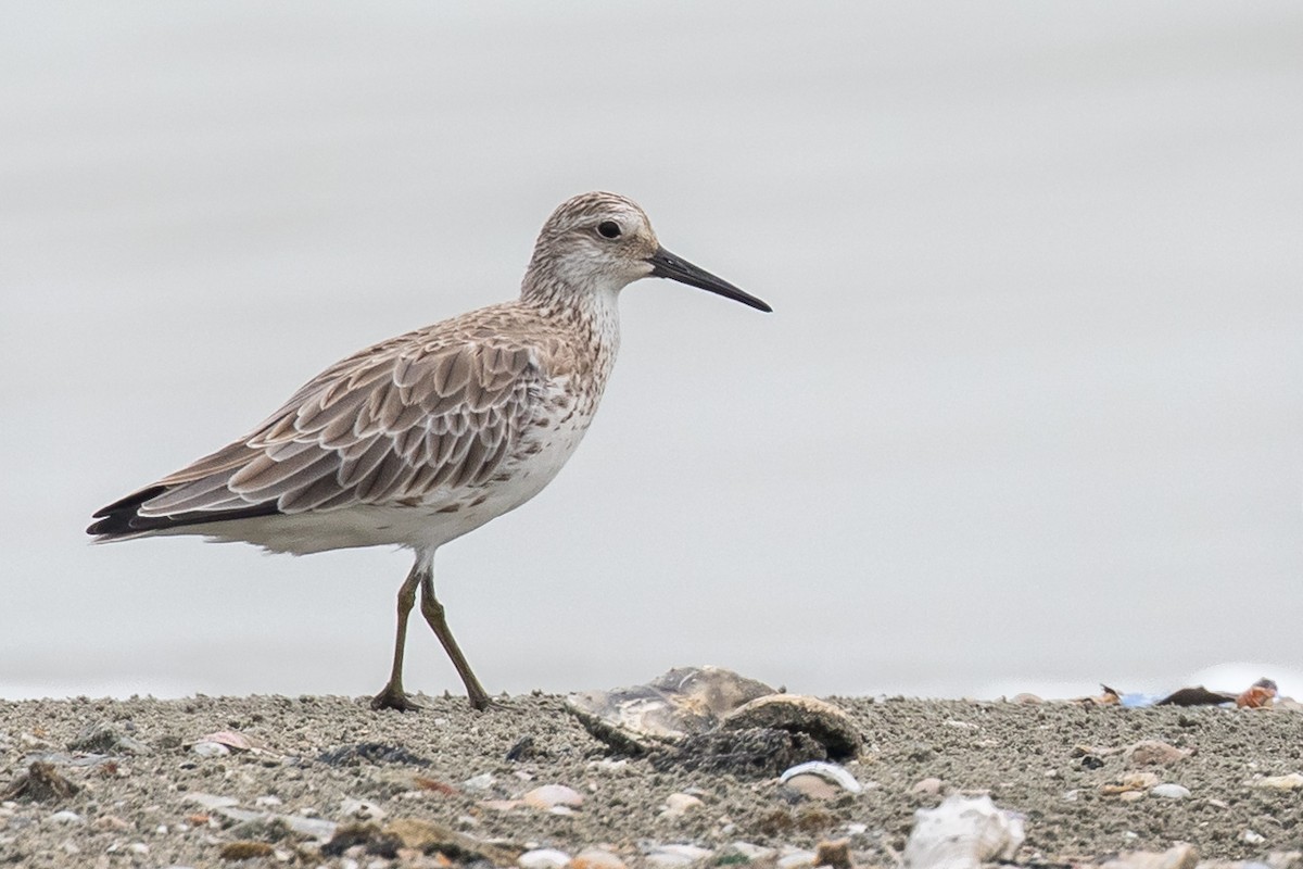 Great Knot - ML177521651