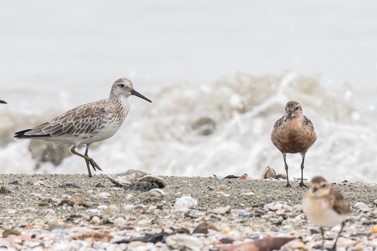 Great Knot - ML177521691