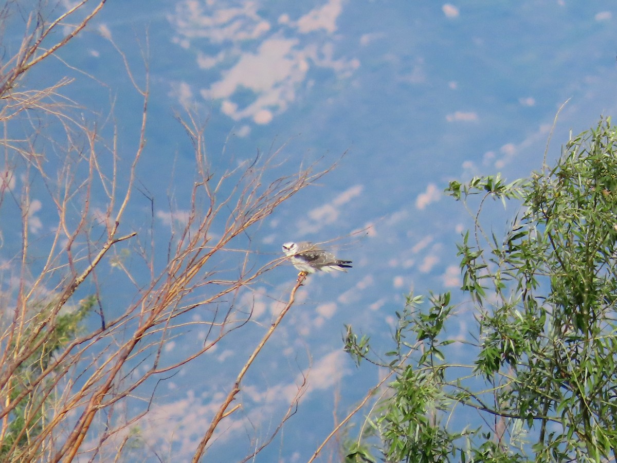 Black-winged Kite - Chunhong LIU