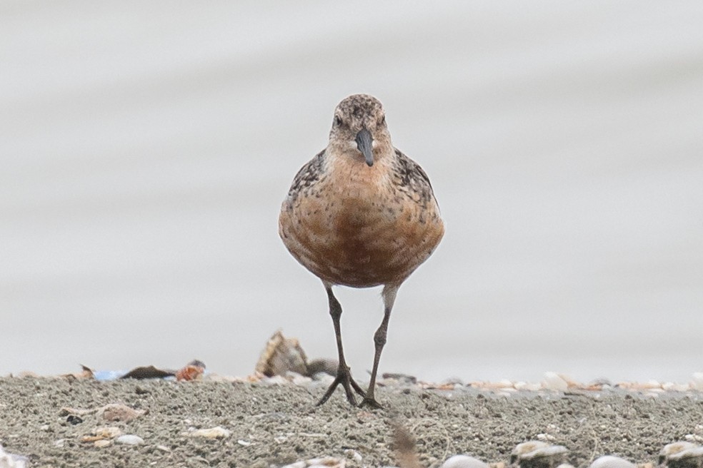 Red Knot - ML177522041