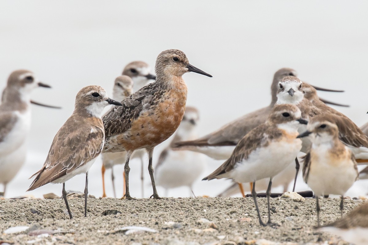 Red Knot - ML177522161