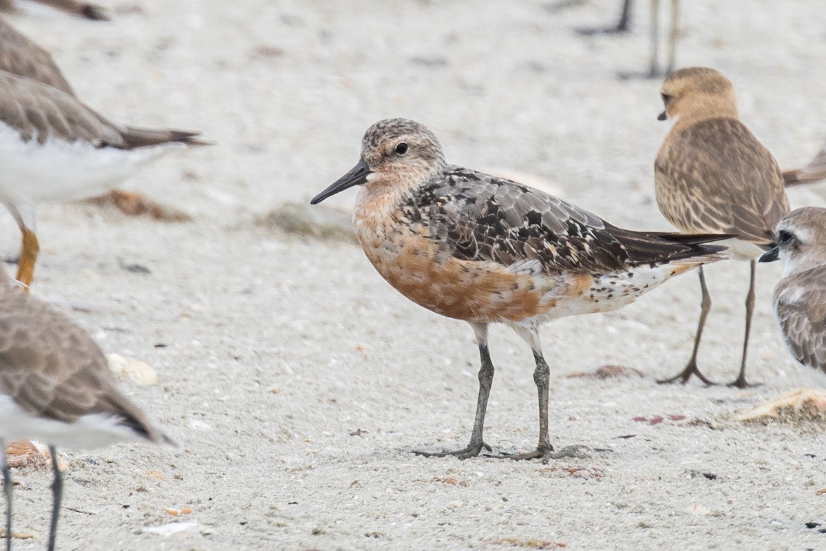Red Knot - ML177522211